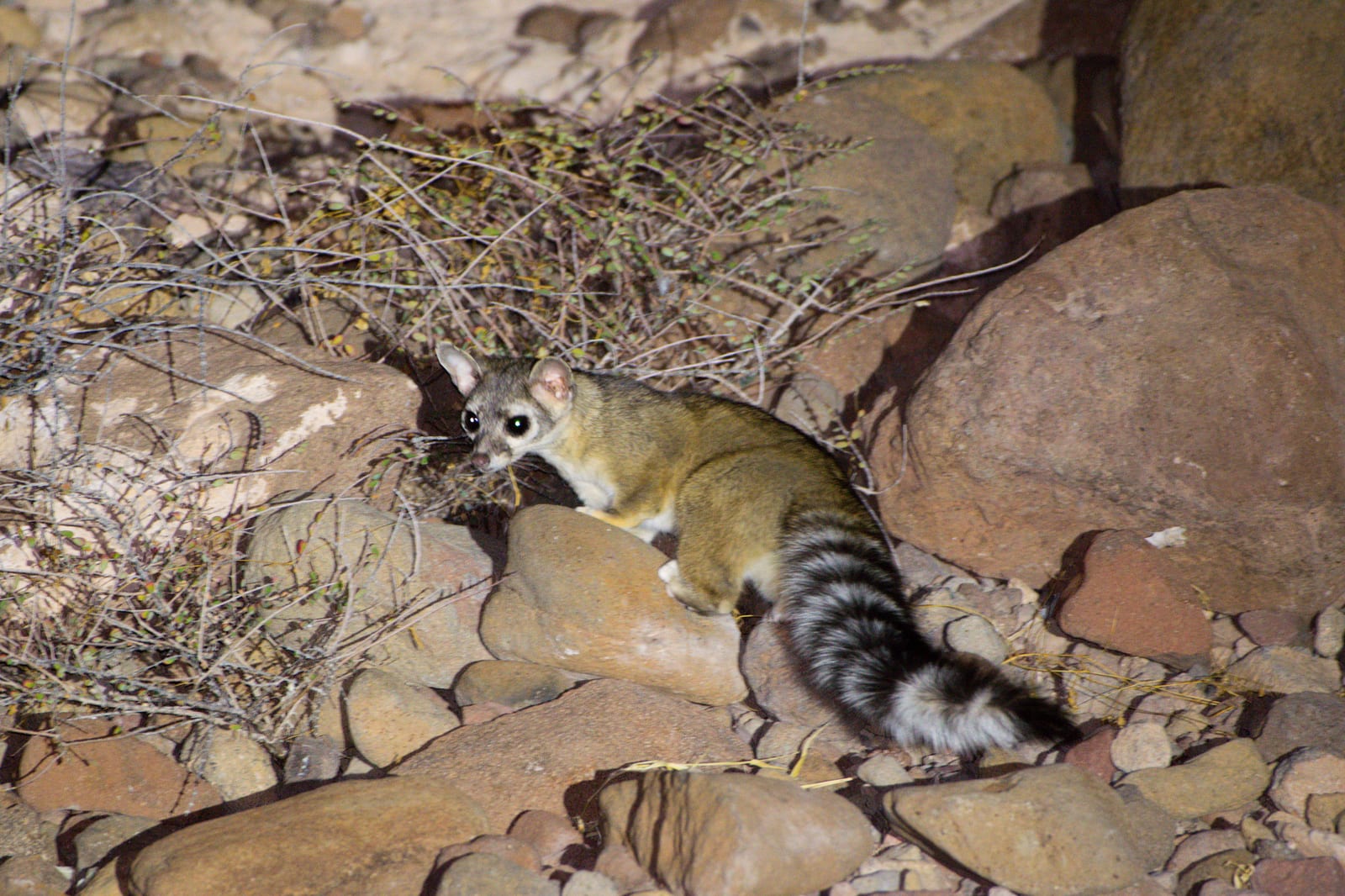 Ringtail standing on rocks at night with its black-and-white banded tail visible