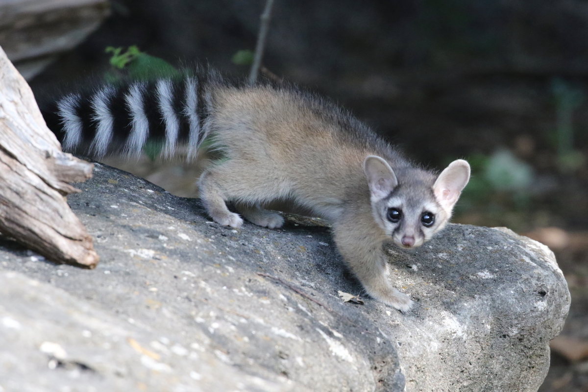 Ringtail on a rock ledge with its long black-and-white banded tail