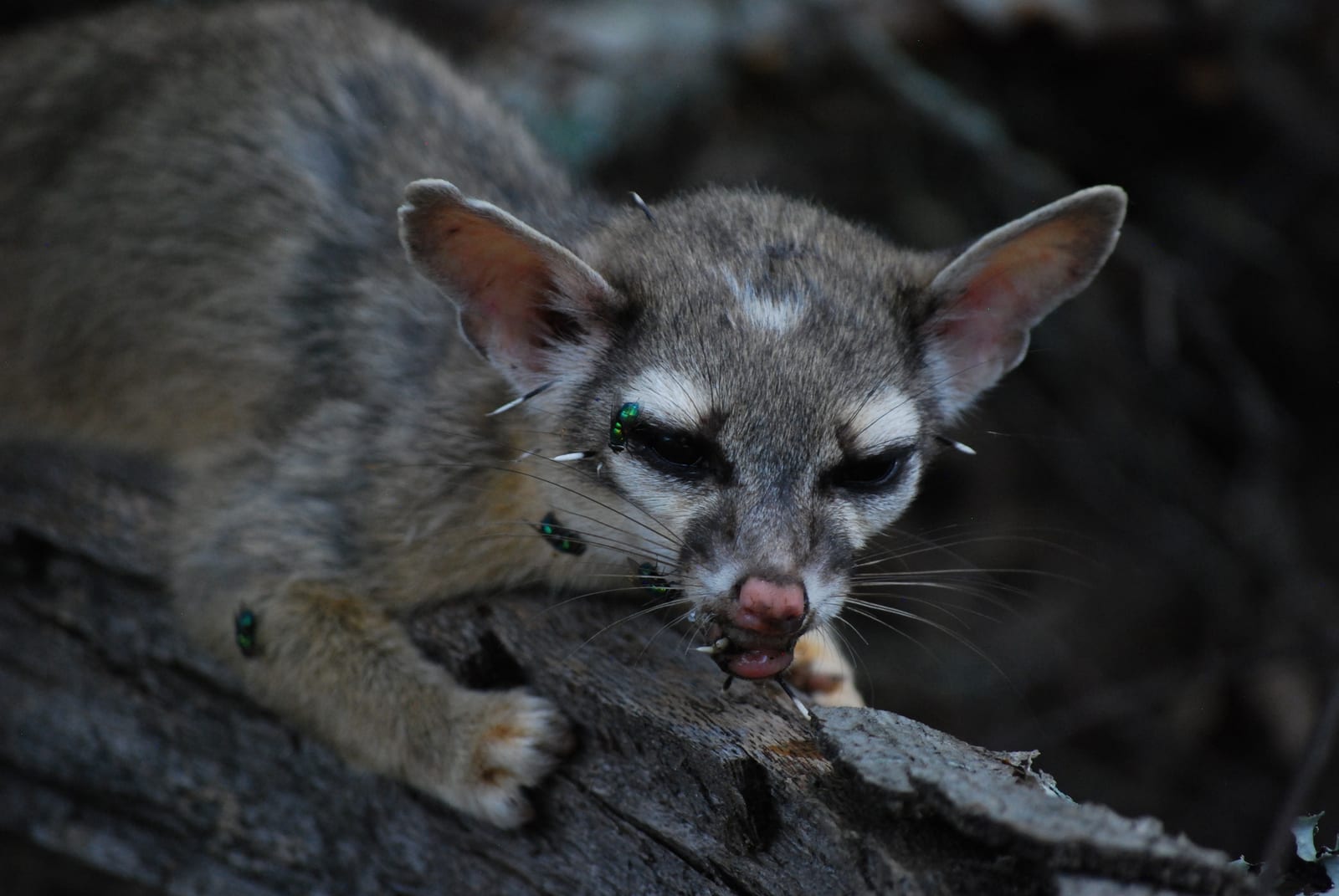 Close-up of a ringtail's face showing large dark eyes, pale rings, and big ears