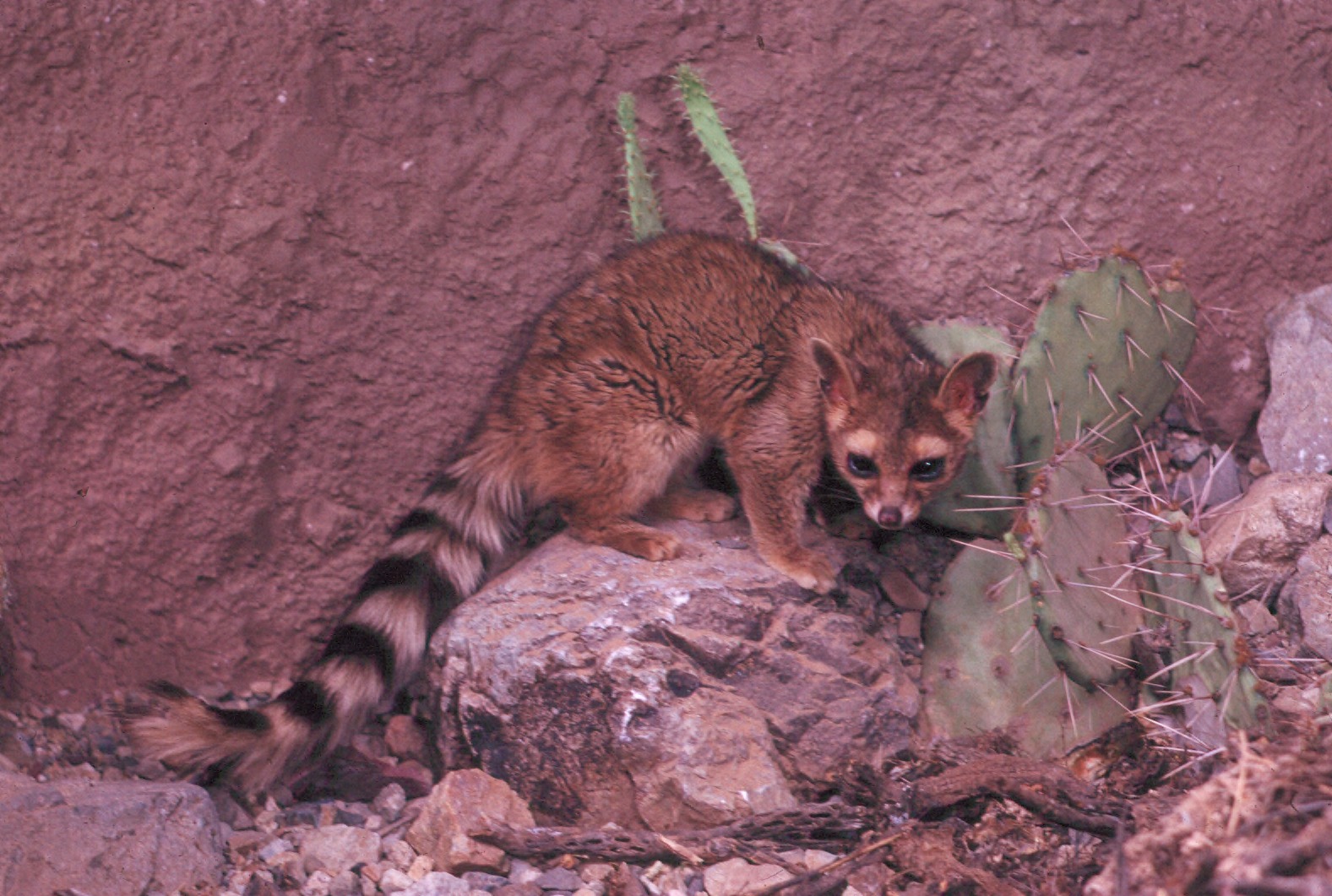Ringtail crouching on a rock near cactus