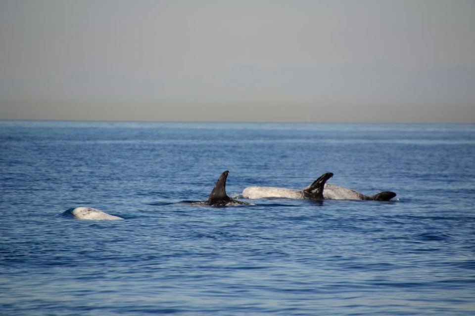 Risso s Dolphin (Grampus griseus) Catalina (3)
