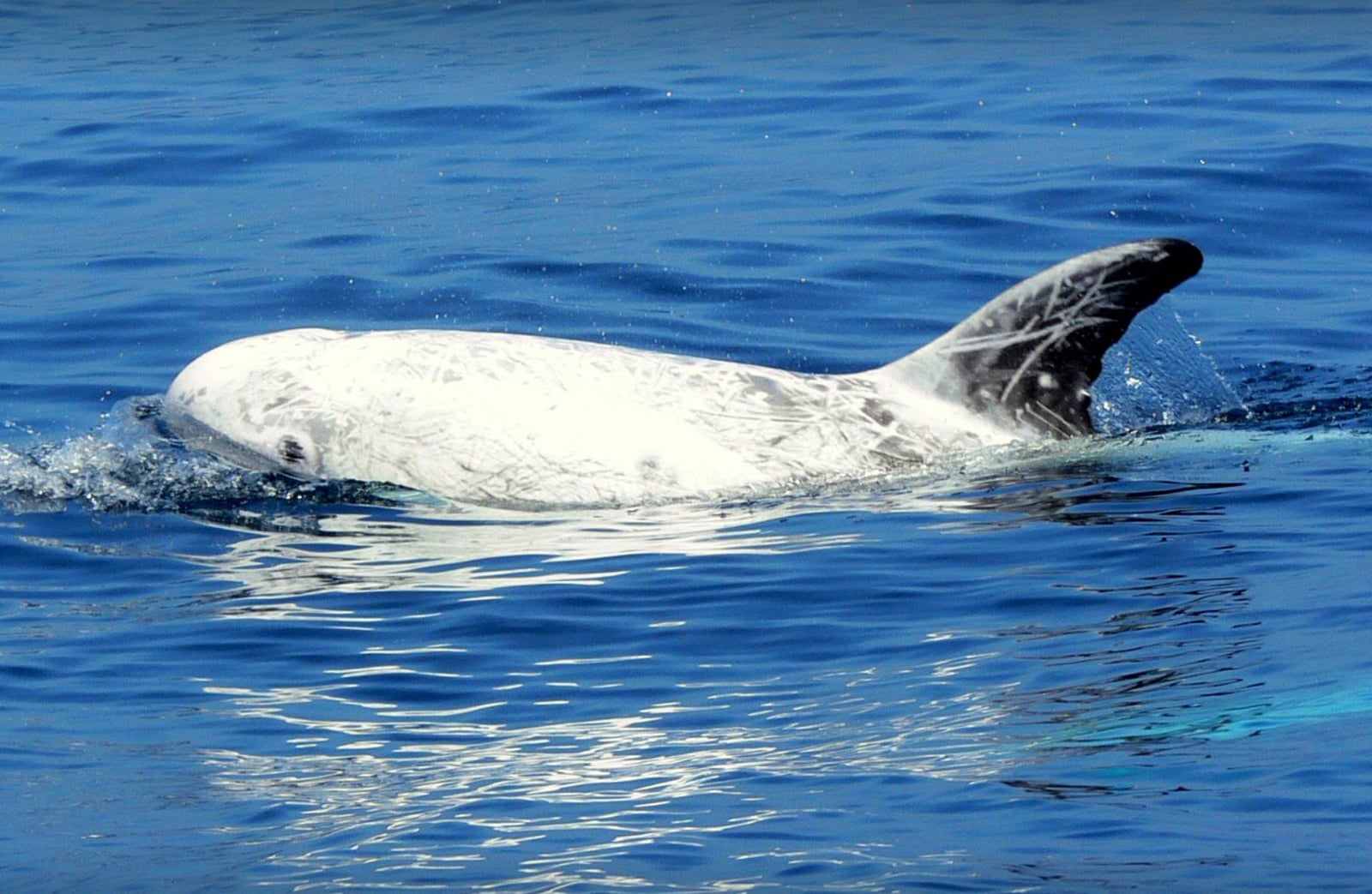 Risso's Dolphin (Grampus griseus)
