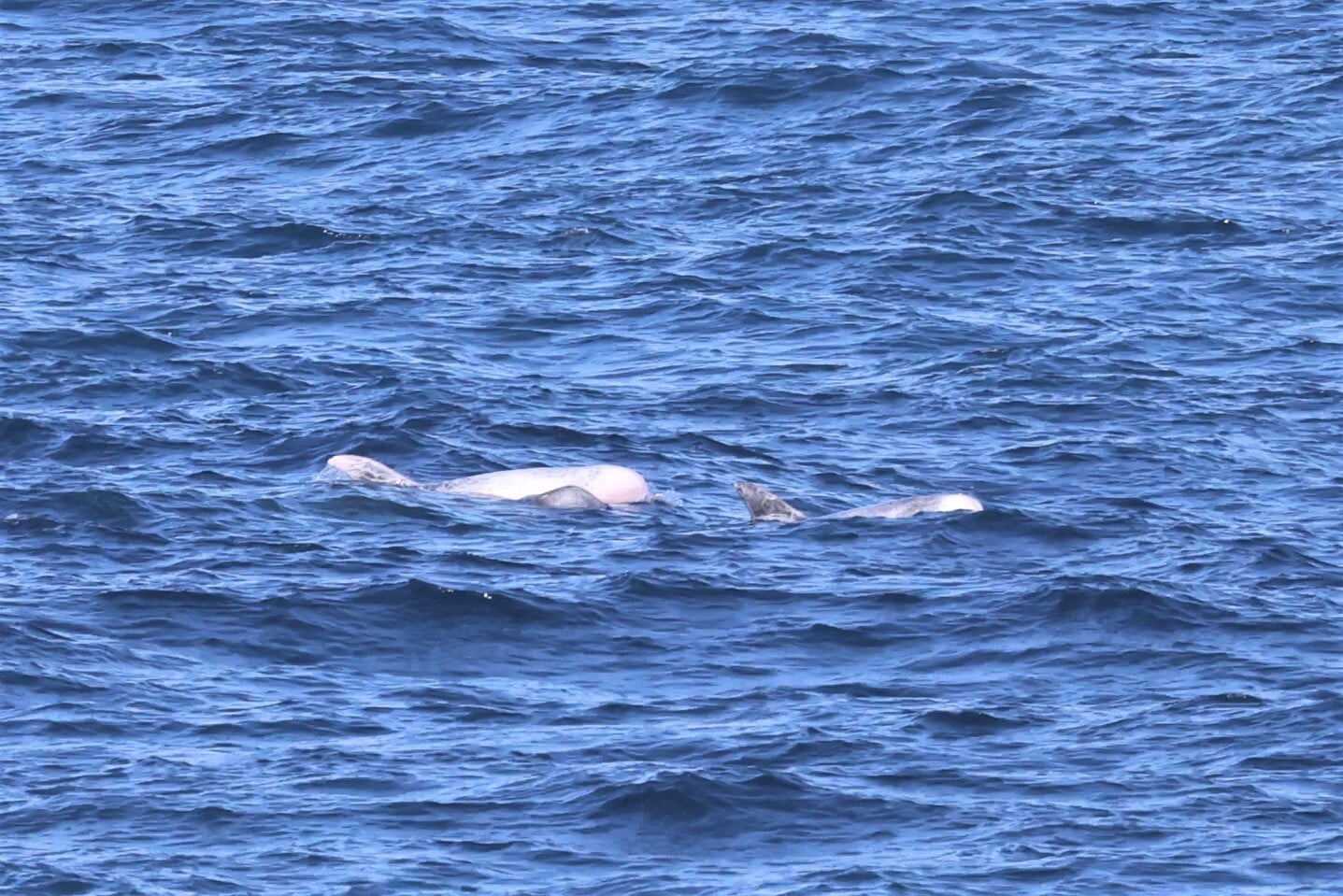 Risso's Dolphin (Grampus griseus)
