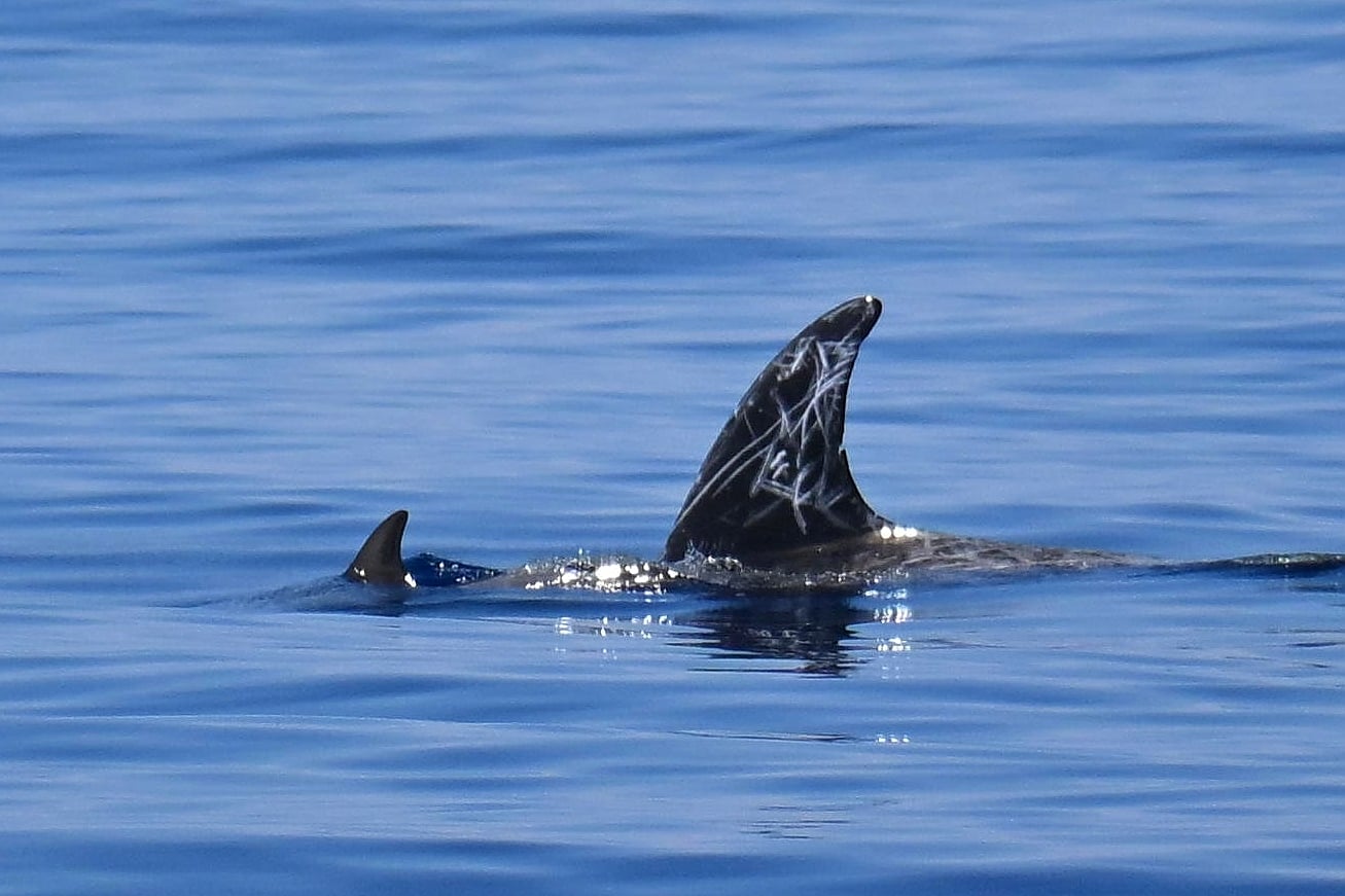 Risso's Dolphin (Grampus griseus)