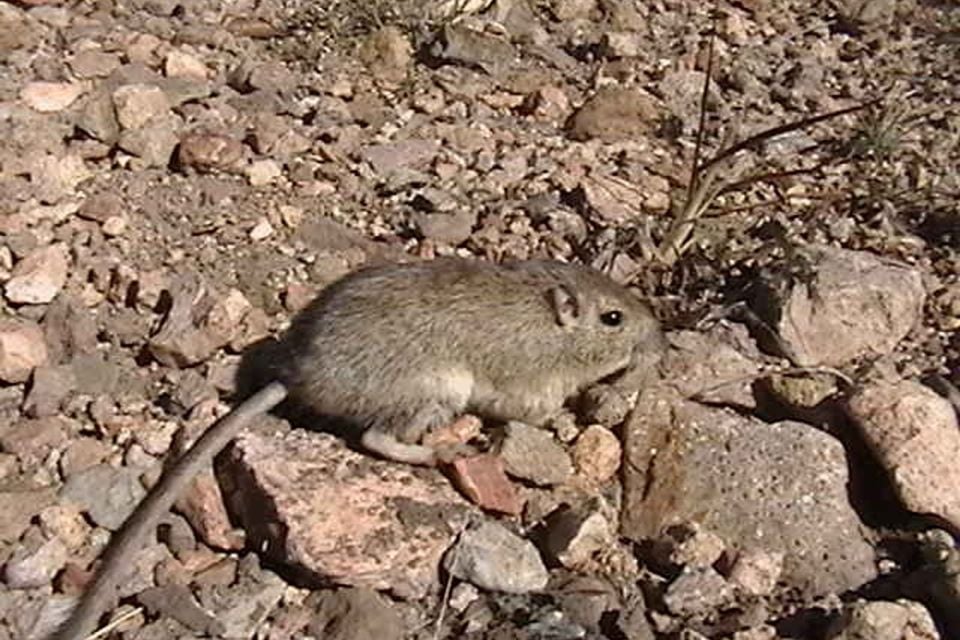Rock Pocket Mouse (Chaetodipus intermedius)