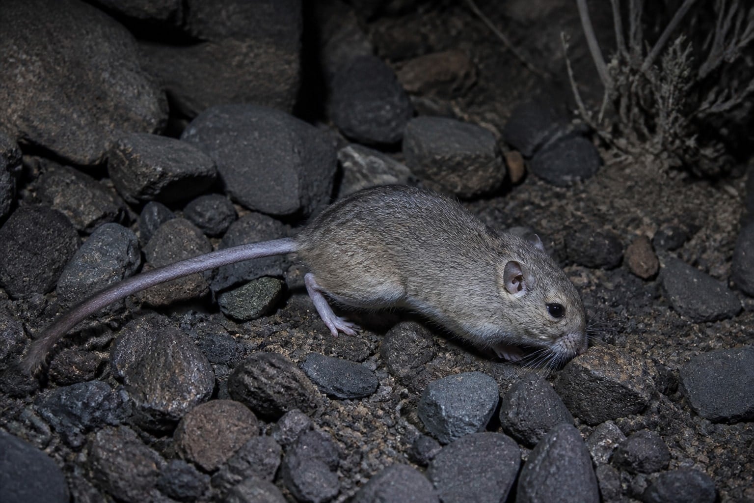 AI-generated image: Rock pocket mouse foraging among volcanic rocks at night. No additional license-safe photograph of this species exists. This image was generated with AI from verified reference material and reviewed by our editorial team for accuracy