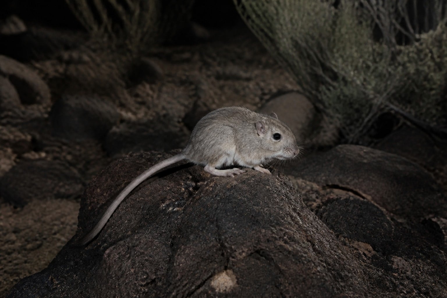AI-generated image: Rock pocket mouse crouched on a desert boulder at night. No additional license-safe photograph of this species exists. This image was generated with AI from verified reference material and reviewed by our editorial team for accuracy