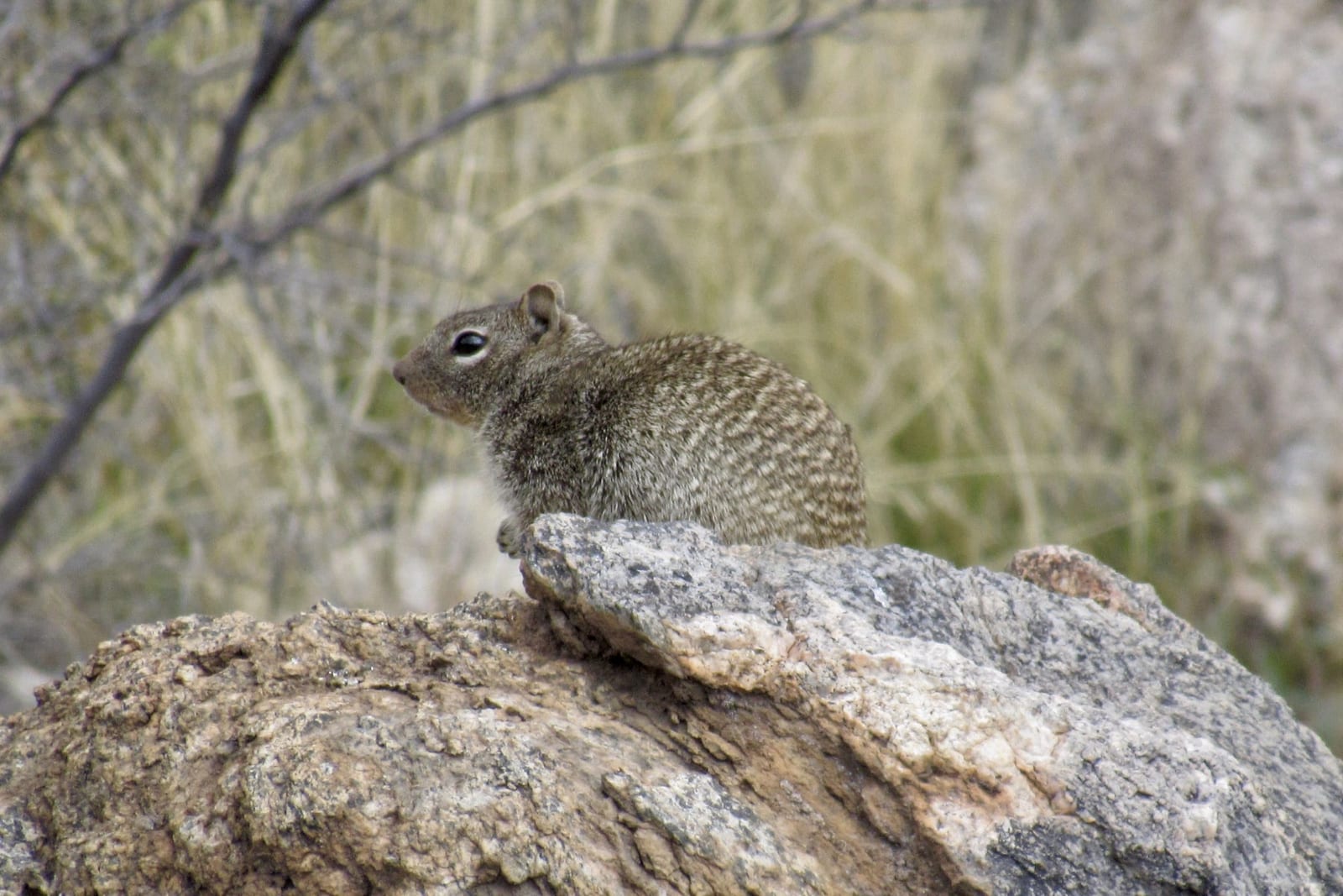 Rock squirrel perched on a sunlit boulder