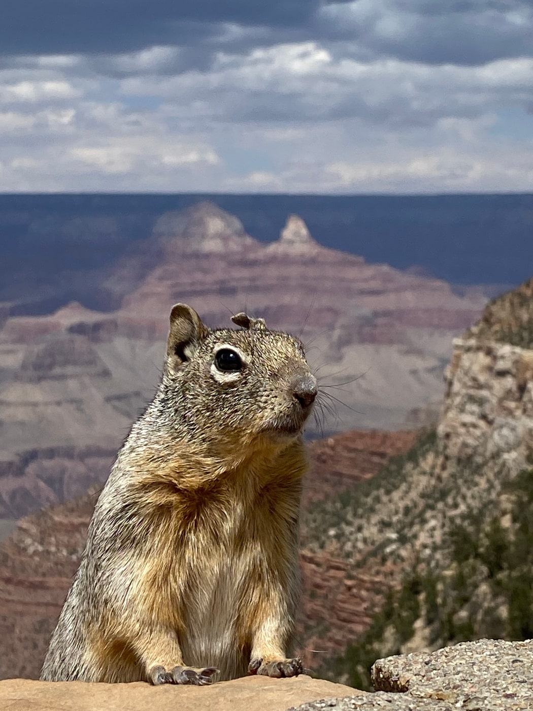 Rock squirrel sitting upright above the Grand Canyon