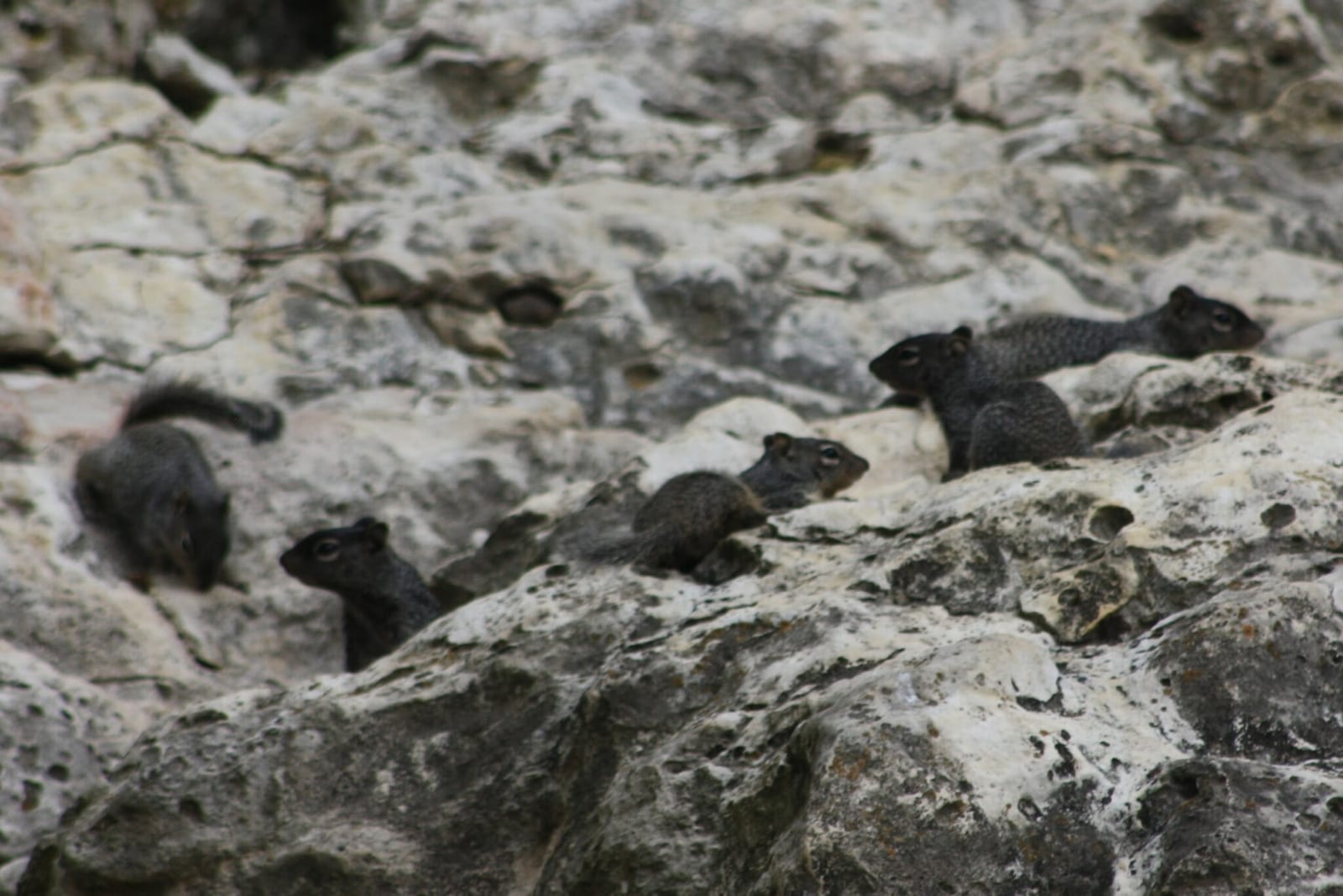 Group of rock squirrels among pale rocks