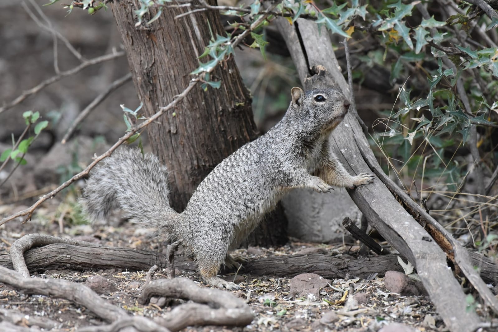 Rock squirrel standing near roots and rocks