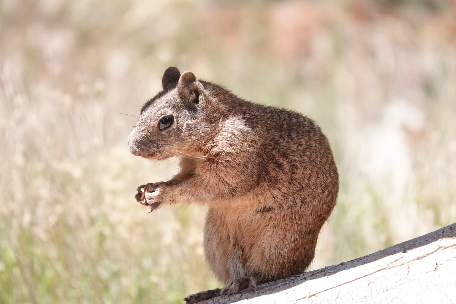 Live rock squirrel sitting up and eating, grizzled coat visible