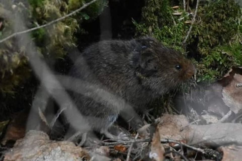 Microtus chrotorrhinus