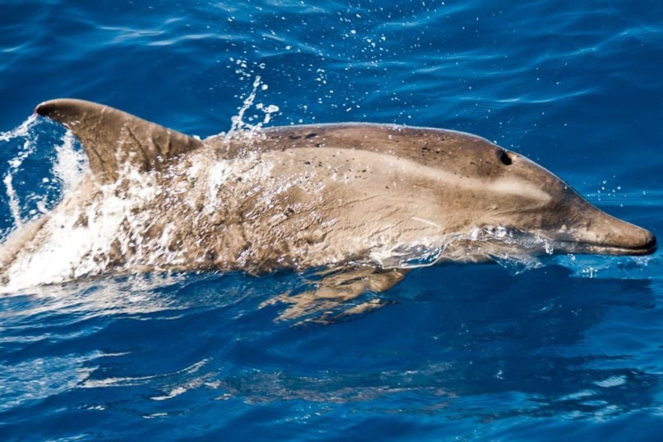 Rough-toothed dolphin porpoising at the surface of blue ocean water, showing its slender uncreased rostrum and low sloped forehead