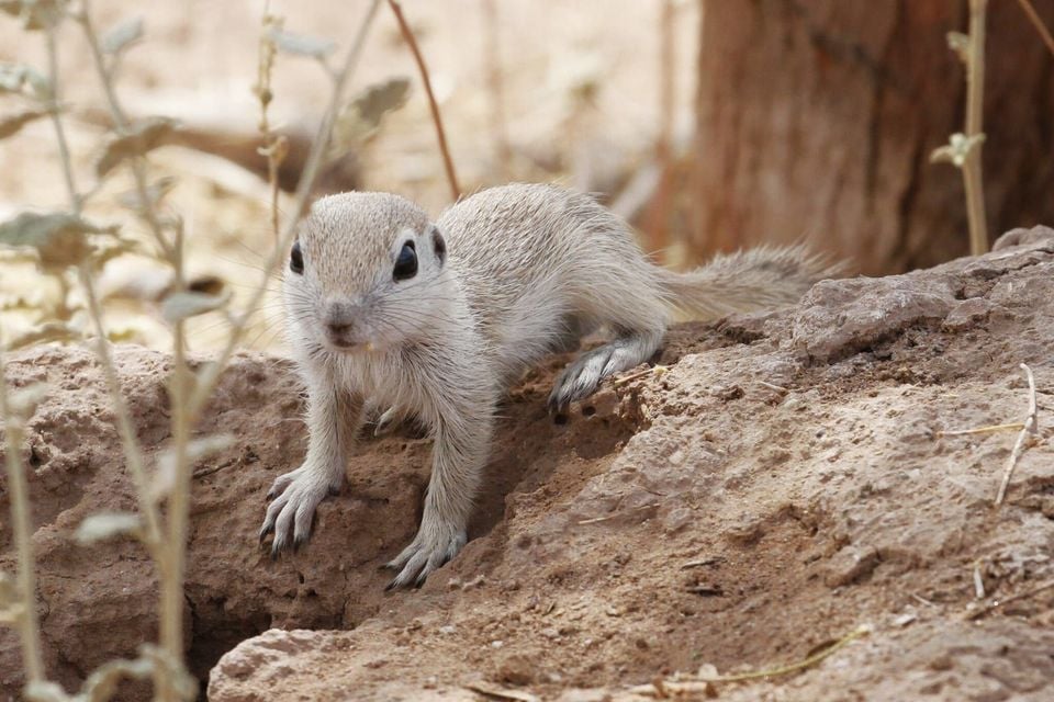 Round-tailed Ground Squirrel (Xerospermophilus tereticaudus)