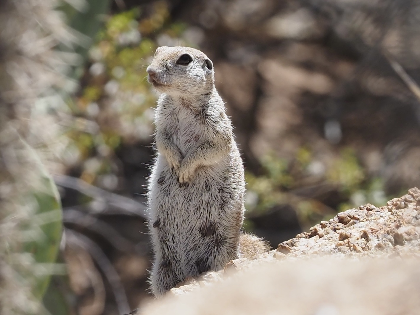 Round-tailed Ground Squirrel (Xerospermophilus tereticaudus)