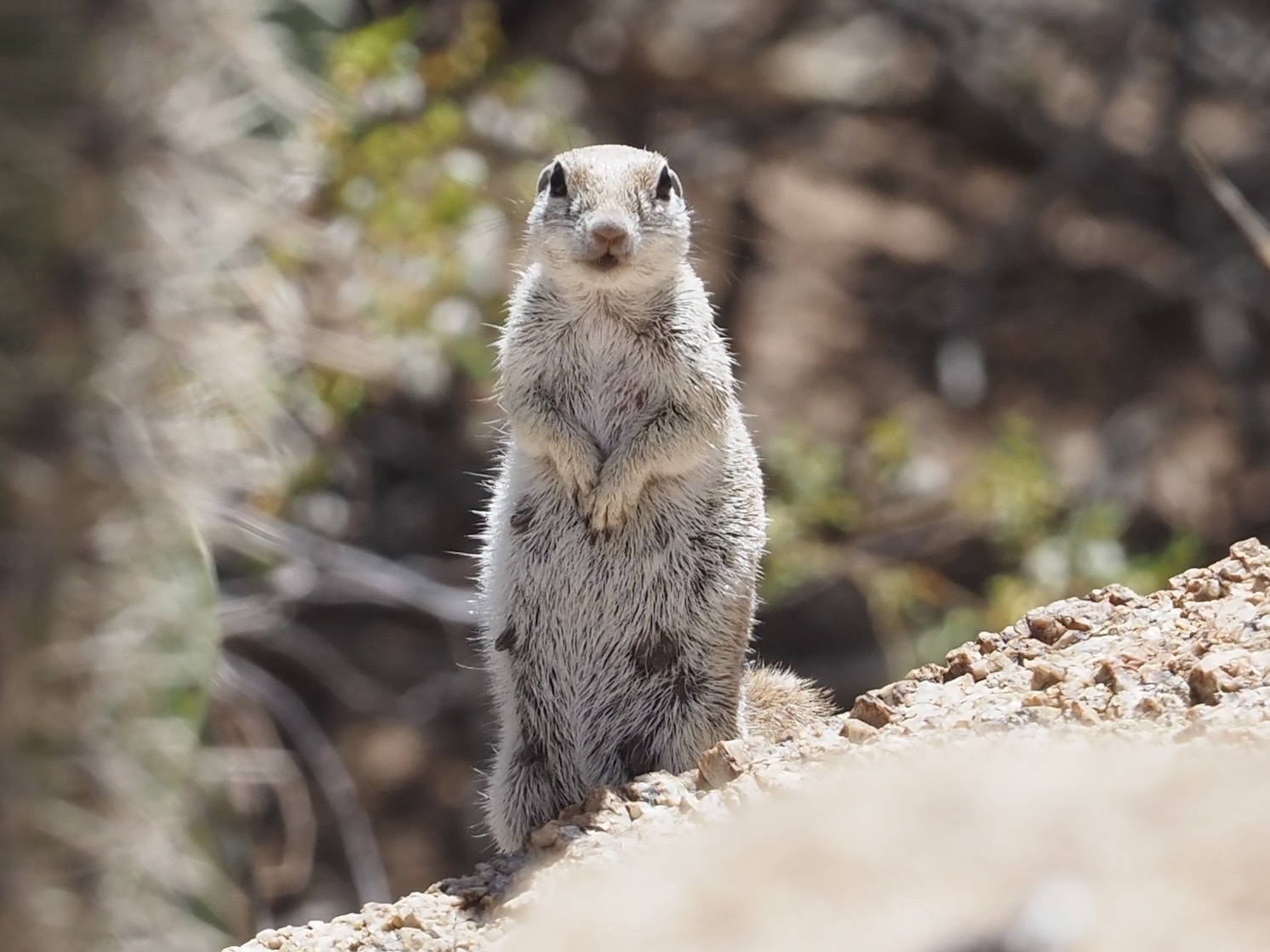 Round-tailed Ground Squirrel (Xerospermophilus tereticaudus)