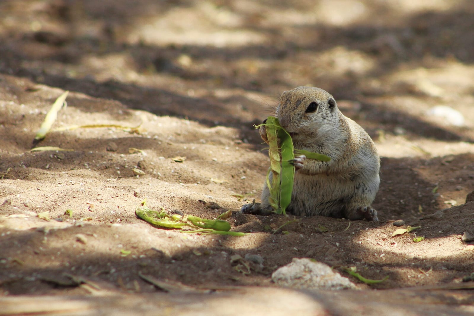 Round-tailed Ground Squirrel (Xerospermophilus tereticaudus)