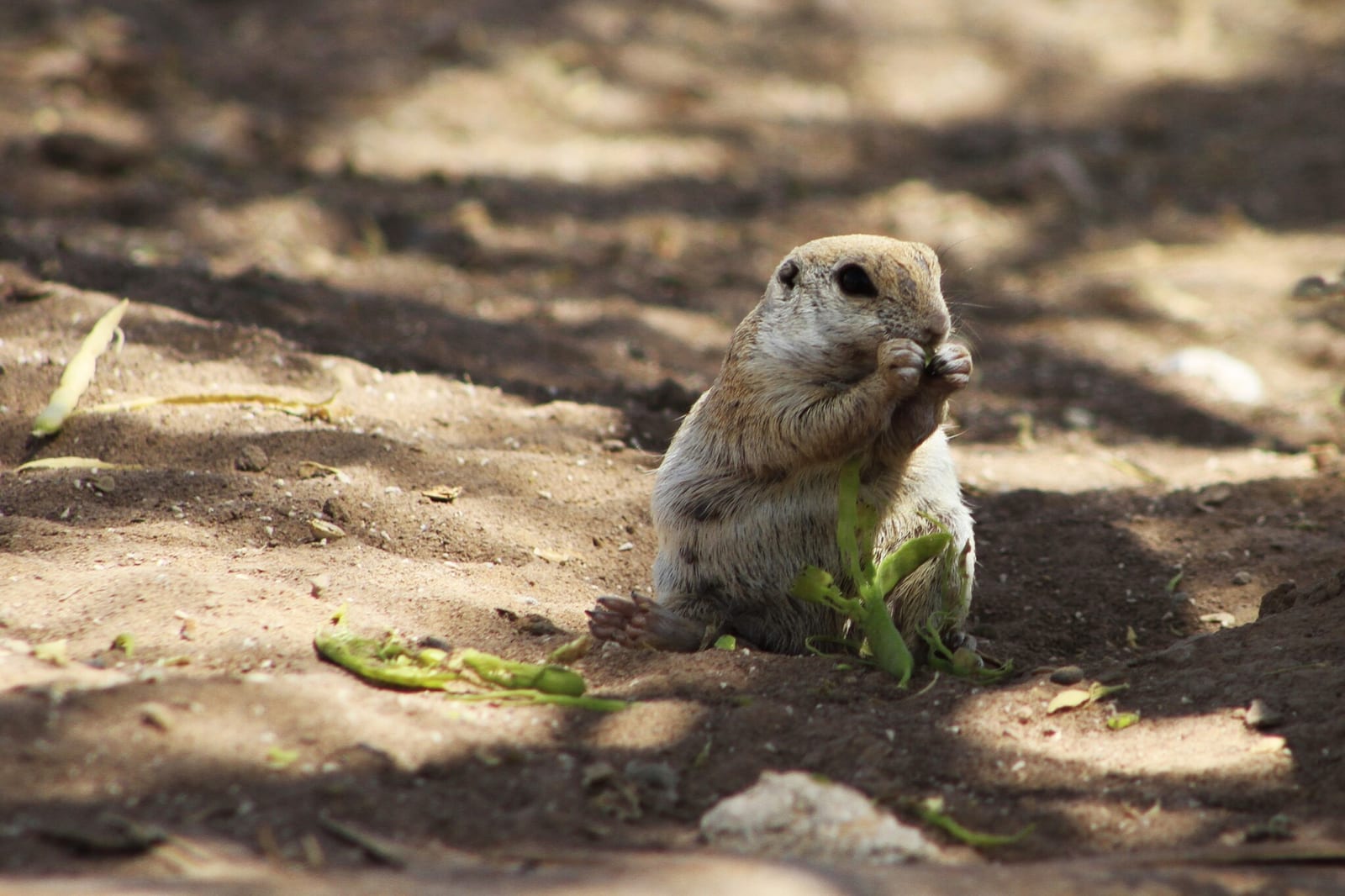 Round-tailed Ground Squirrel (Xerospermophilus tereticaudus)