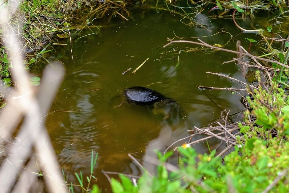 Round-tailed muskrat swimming at the surface among aquatic vegetation