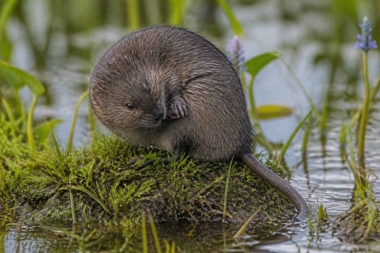 AI-generated image: Round-tailed muskrat grooming on a grassy hummock in a marsh. No additional license-safe photograph of this species exists. This image was generated with AI from verified reference material and reviewed by our editorial team for accuracy