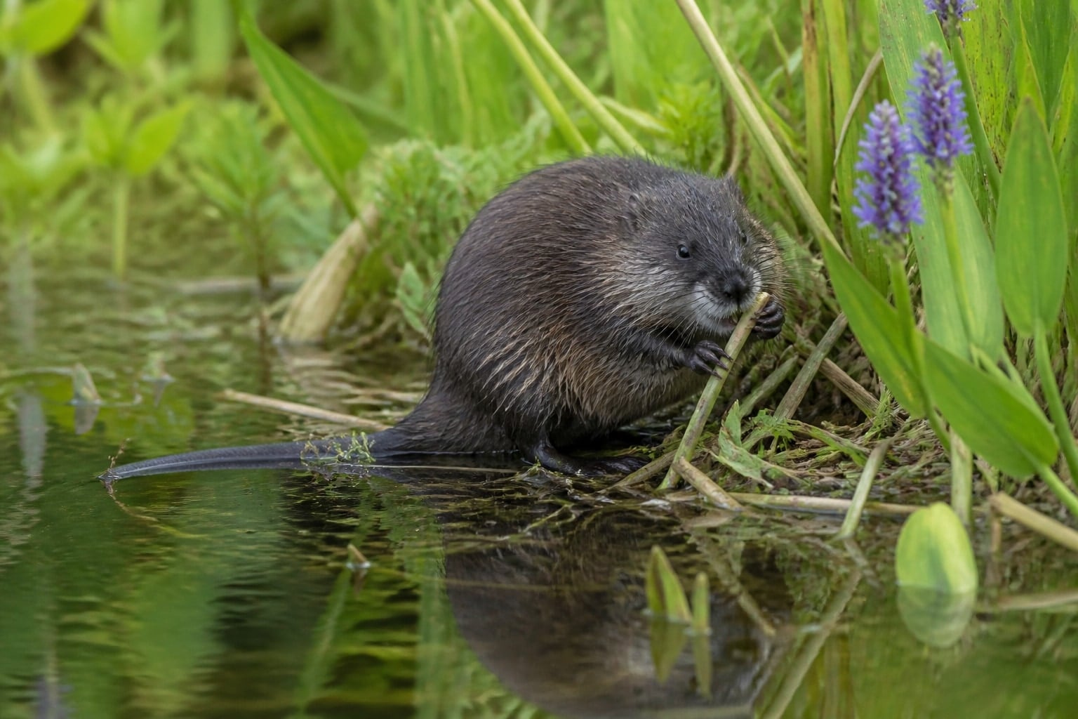 AI-generated image: Round-tailed muskrat feeding on a stem at the water edge. No additional license-safe photograph of this species exists. This image was generated with AI from verified reference material and reviewed by our editorial team for accuracy