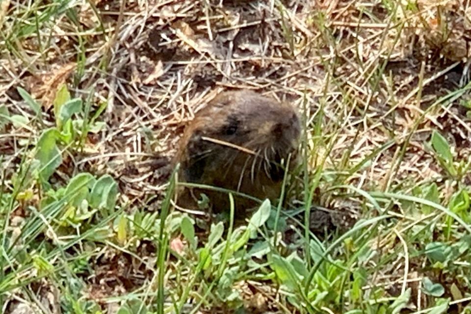 Ruidoso pocket gopher (Megascapheus ruidosae)