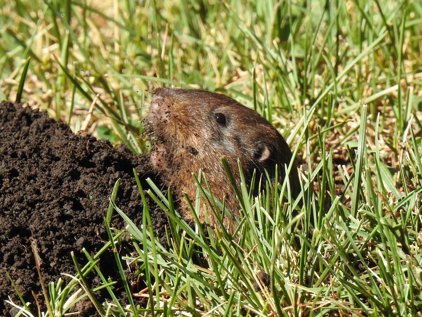 Ruidoso pocket gopher (Megascapheus ruidosae)