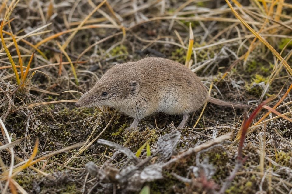 AI-generated image: Saint Lawrence Island Shrew in side profile standing in tundra grasses. No public-domain photograph of this species exists. This image was generated with AI from verified reference material and reviewed by our editorial team for accuracy