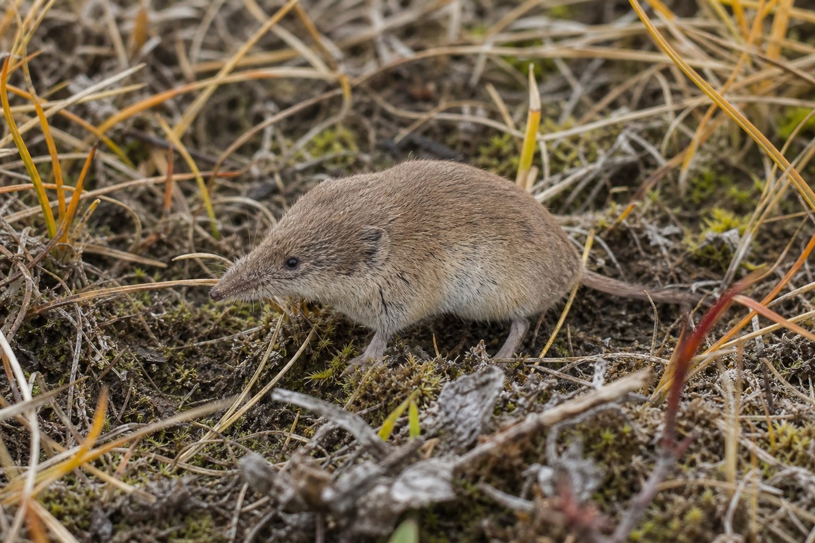 AI-generated image: Saint Lawrence Island Shrew in side profile standing in tundra grasses. No public-domain photograph of this species exists. This image was generated with AI from verified reference material and reviewed by our editorial team for accuracy