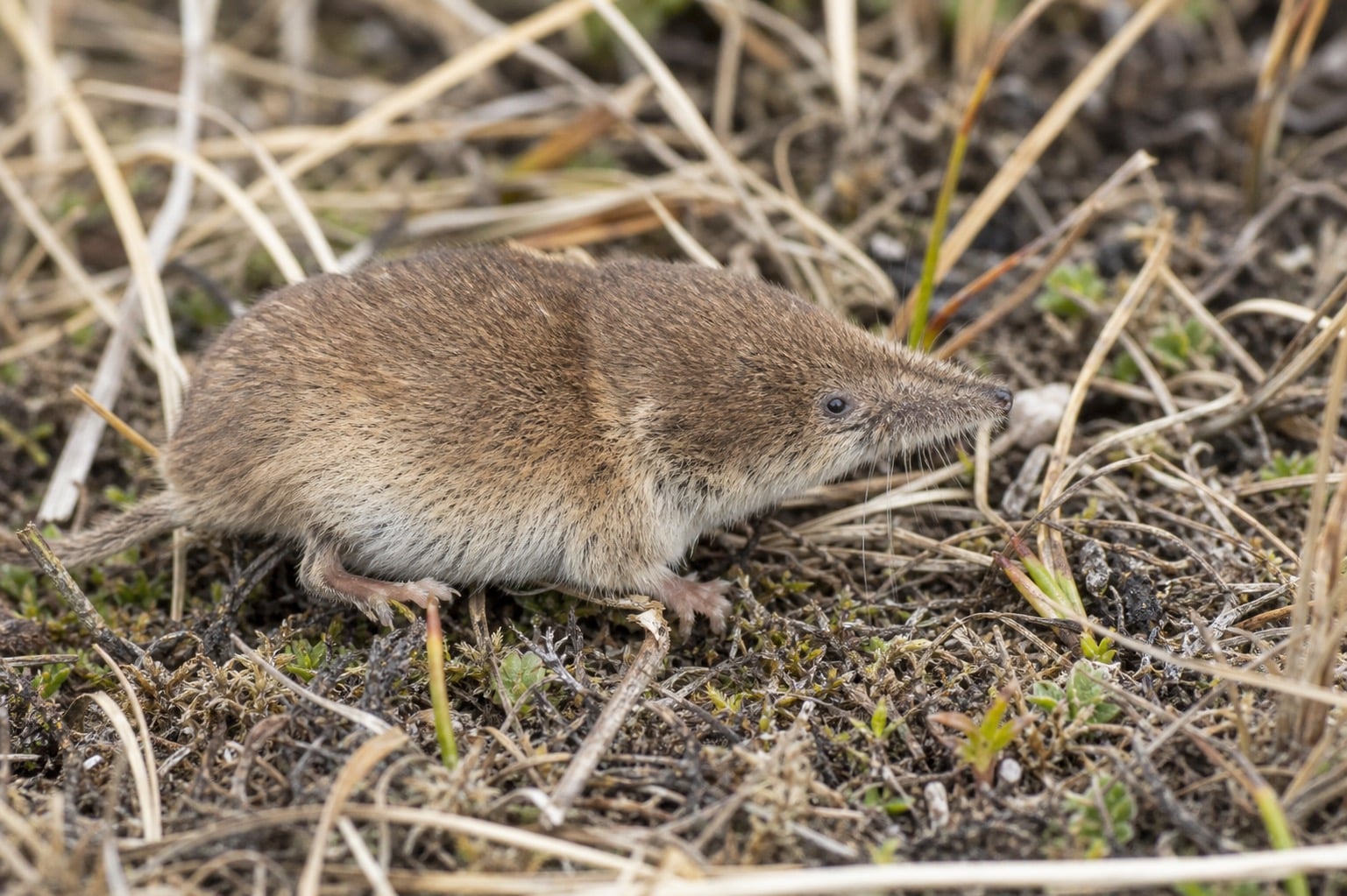 AI-generated image: Saint Lawrence Island Shrew in side profile on moss and dry grass. No public-domain photograph of this species exists. This image was generated with AI from verified reference material and reviewed by our editorial team for accuracy