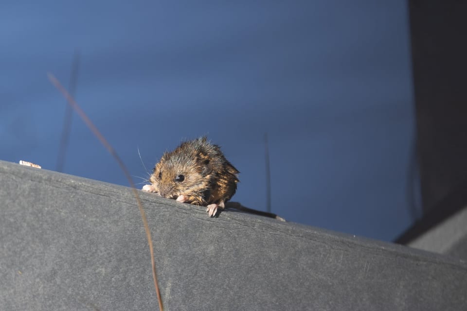 Salt Marsh Harvest Mouse (Reithrodontomys raviventris)