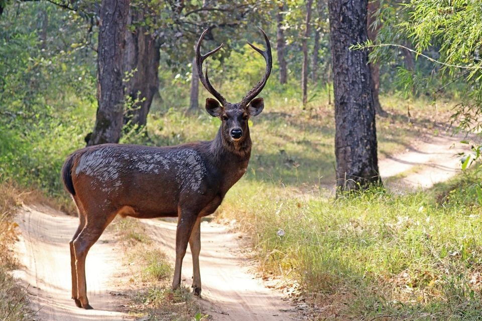 Sambar (Cervus unicolor unicolor) male