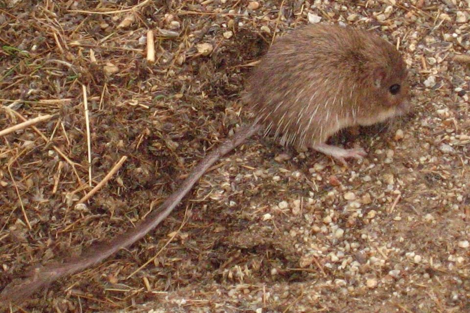 Chaetodipus fallax