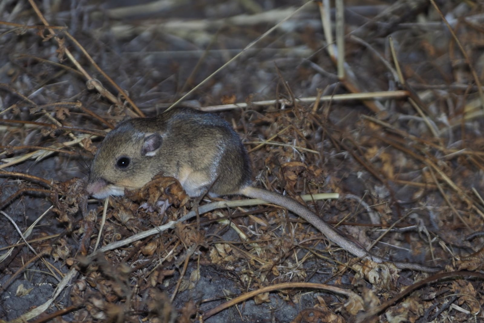 Perognathus inornatus
