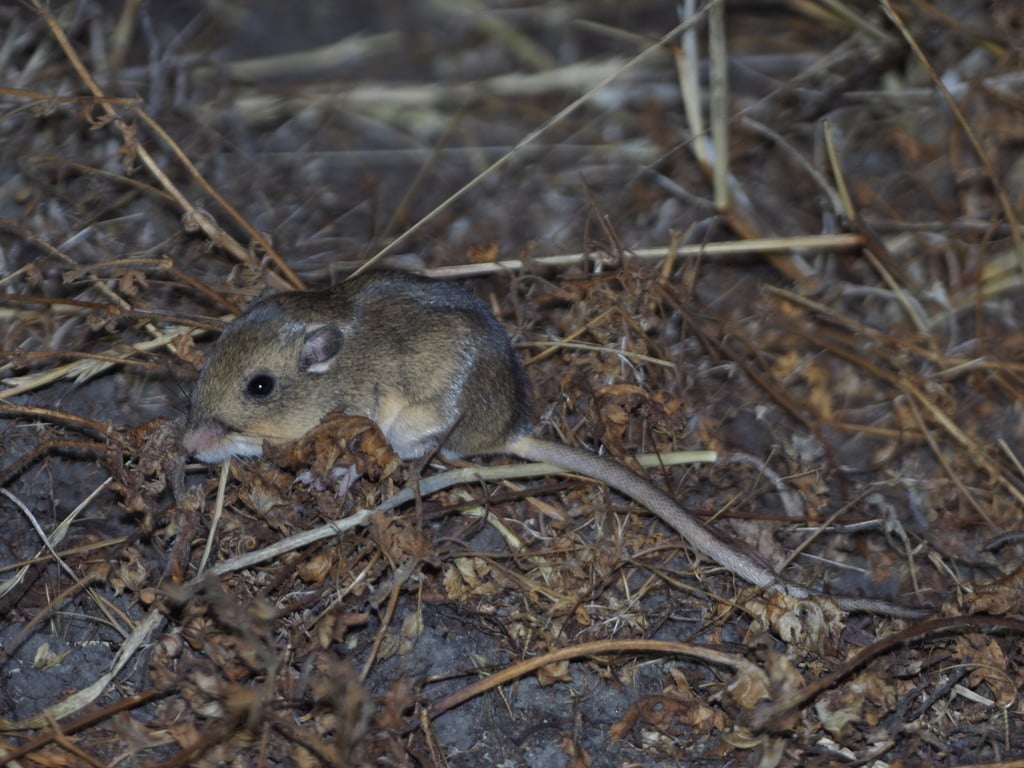 Live San Joaquin pocket mouse on dry ground among grass stems