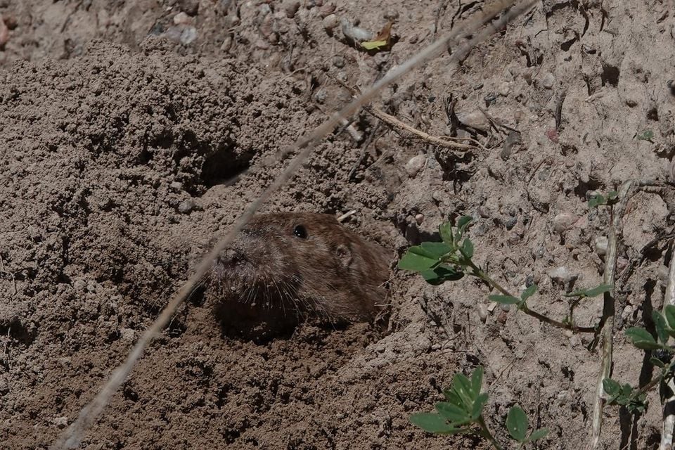 Sand Hills pocket gopher peering from a burrow entrance in sandy soil