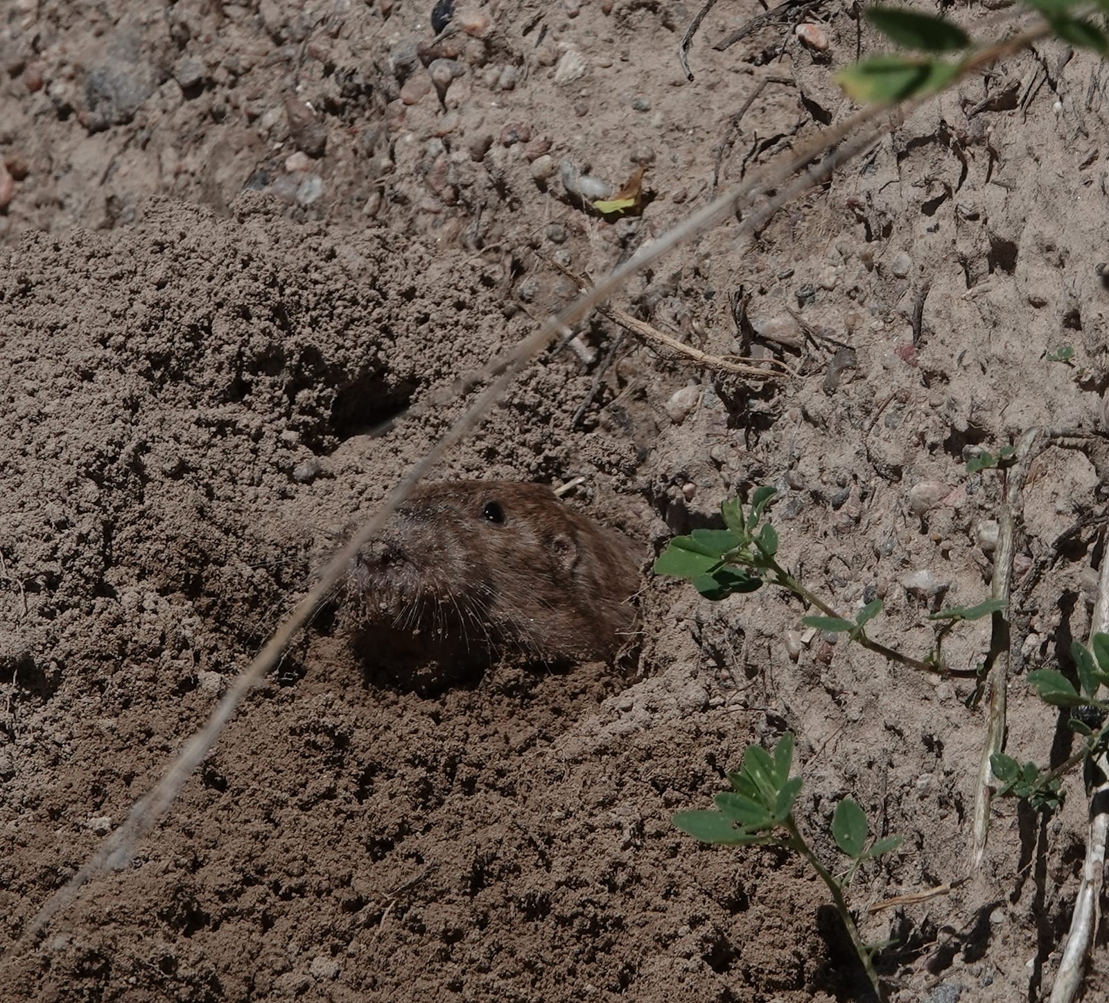 Sand Hills pocket gopher peering from a burrow entrance in sandy soil