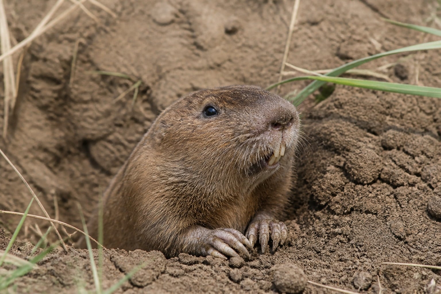 AI-generated image: Sand Hills pocket gopher emerging from its burrow in loose sand. No additional license-safe photograph of this species exists. This image was generated with AI from verified reference material and reviewed by our editorial team for accuracy