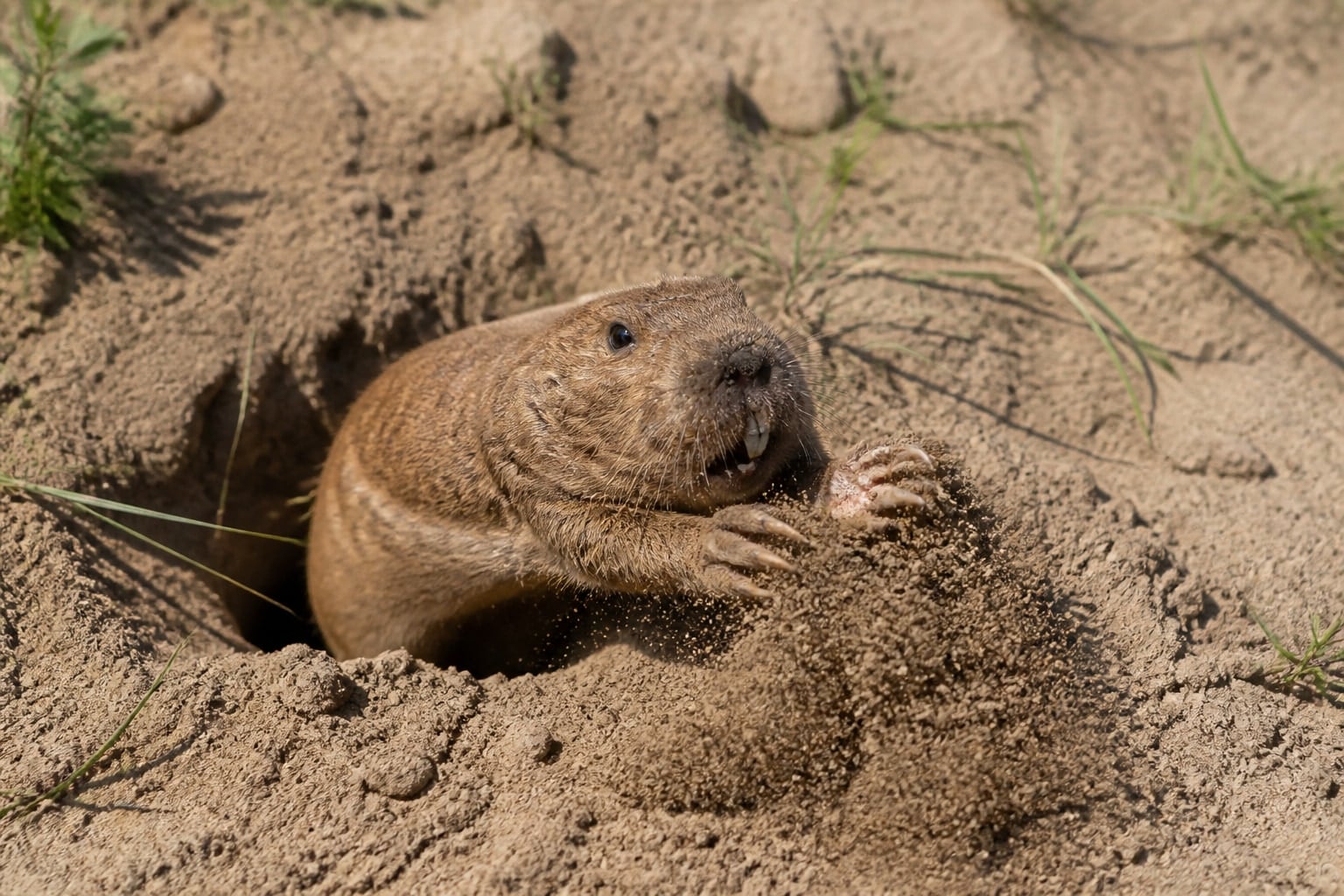 AI-generated image: Sand Hills pocket gopher pushing sand at its burrow mouth. No additional license-safe photograph of this species exists. This image was generated with AI from verified reference material and reviewed by our editorial team for accuracy