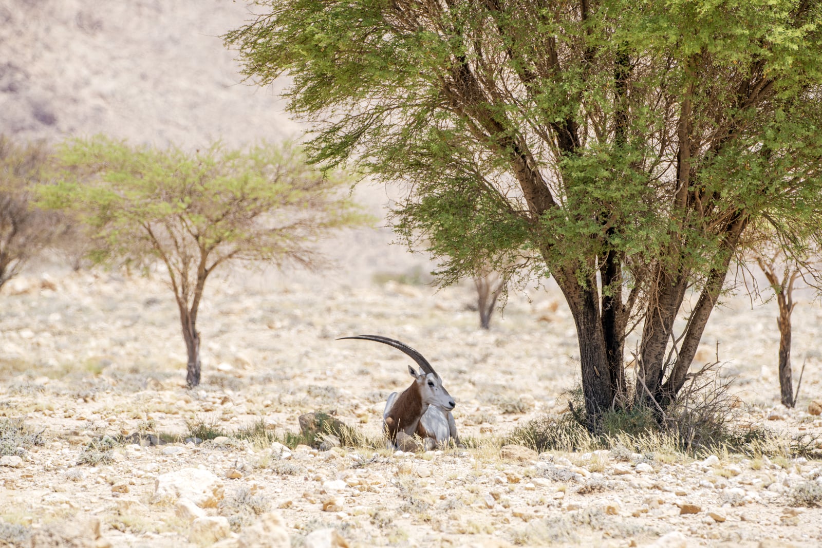 Oryx algazelle - Parc national de Bouhedma