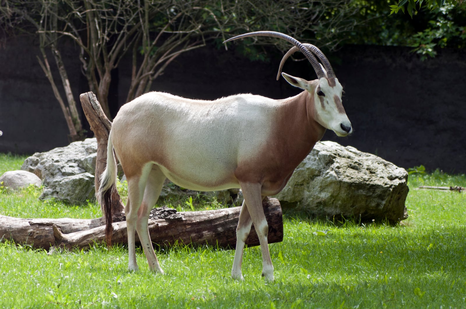 Scimitar-horned Oryx (Oryx dammah)
