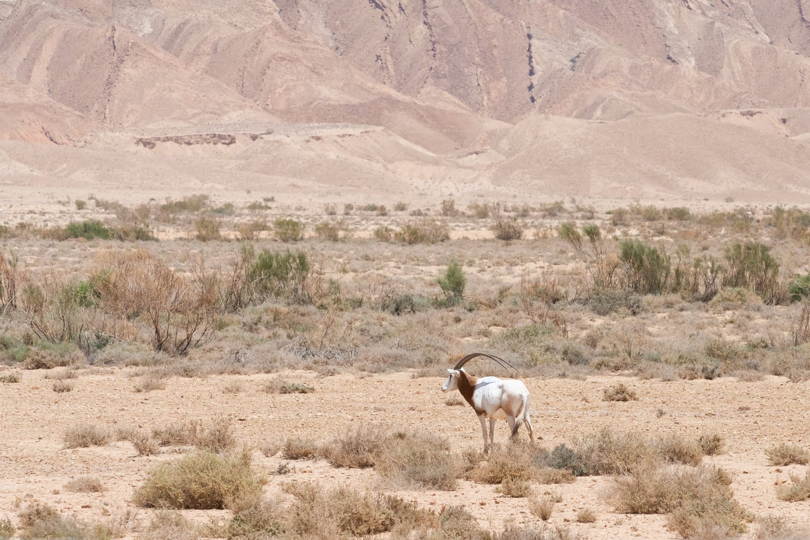 Oryx algazelle parc national de Dghoumes