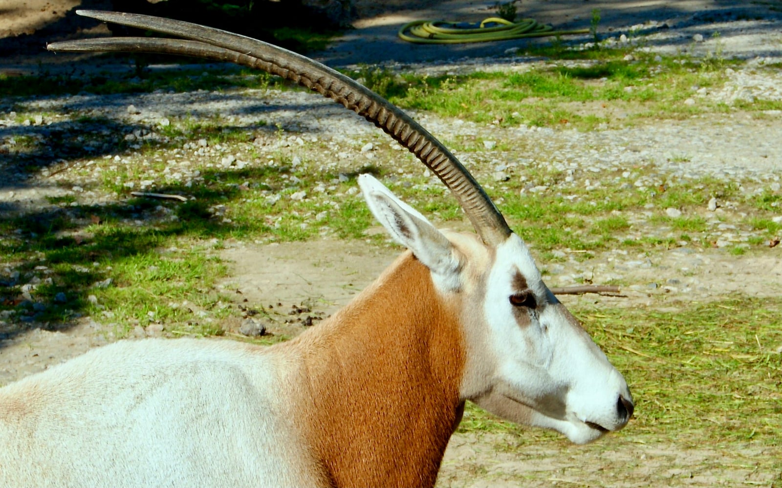 Scimitar-horned Oryx (Oryx dammah)