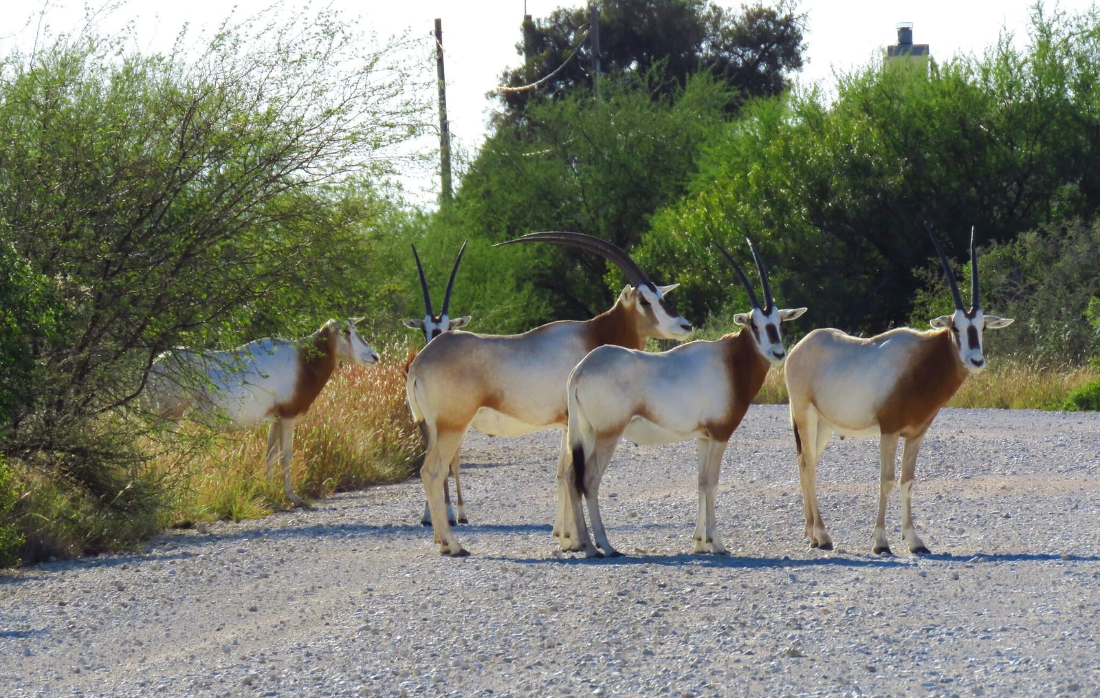 Small herd of scimitar-horned oryx on a ranch road in Texas