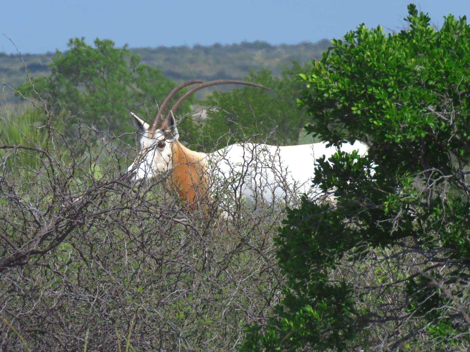 Scimitar-horned oryx browsing brush near Devil's River, Texas