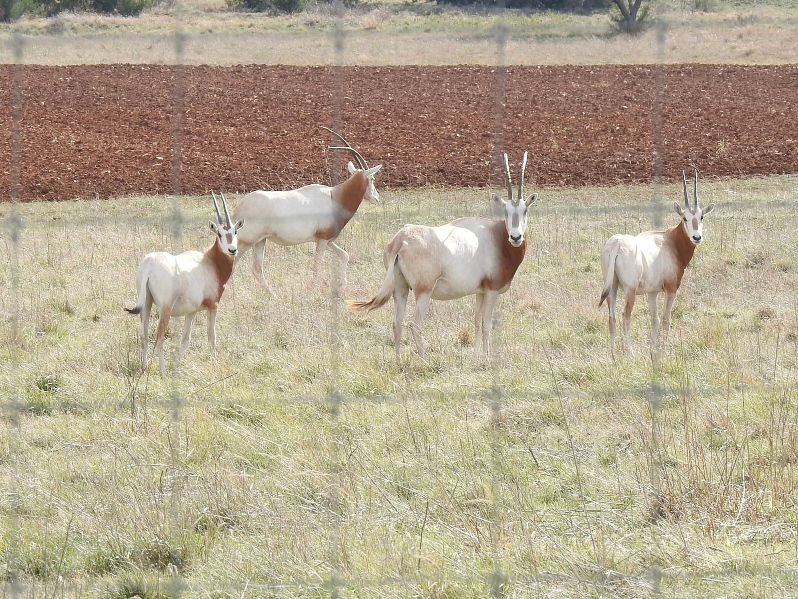 Scimitar-horned oryx herd behind a high fence on a Texas exotic-game ranch, with a plowed field beyond
