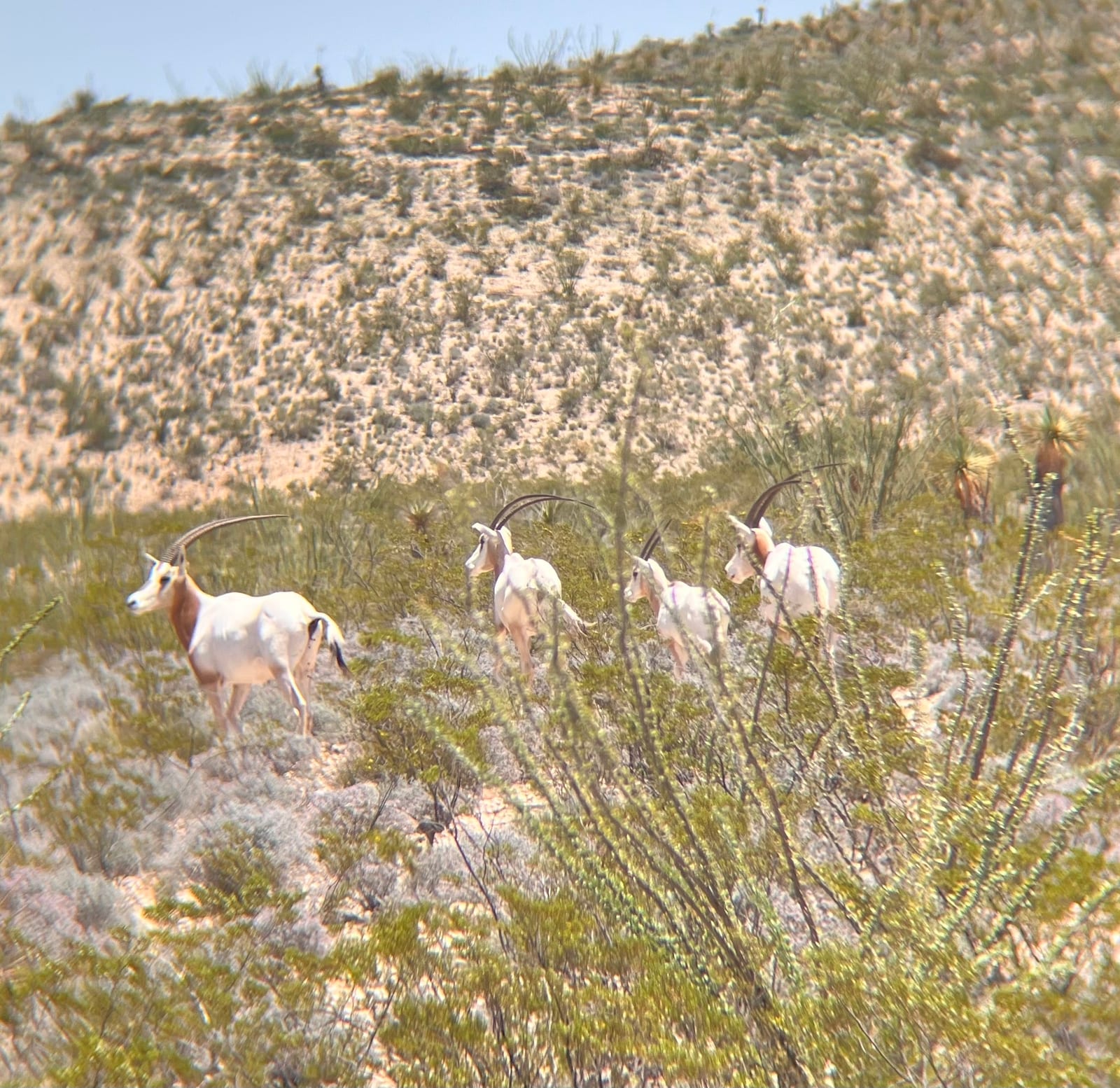 Small herd of scimitar-horned oryx on open range in West Texas, ocotillo and desert scrub in the foreground