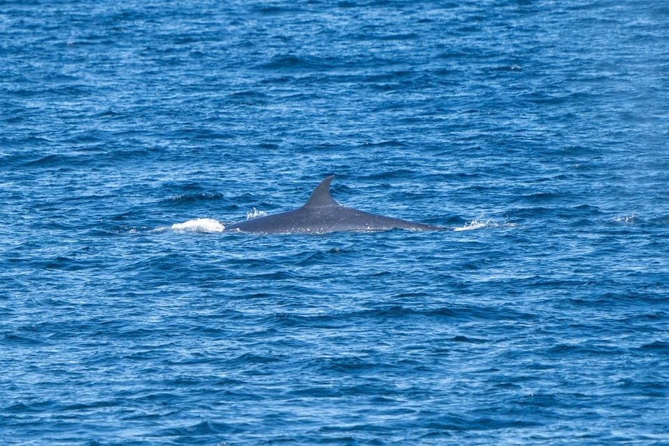 Sei whale surfacing in deep blue ocean water, small curved dorsal fin visible with a splash at the blowhole