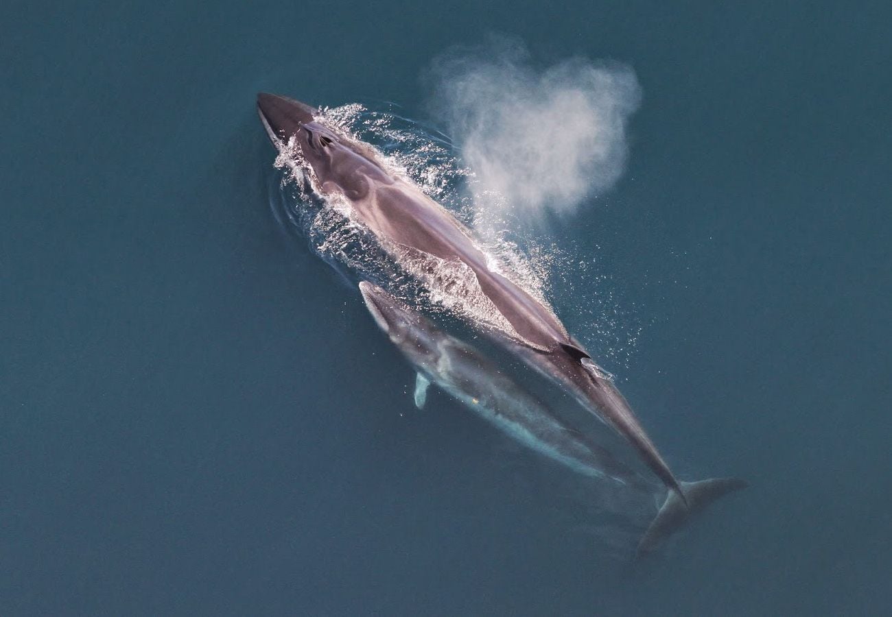 Aerial view of a live sei whale mother and calf at the surface